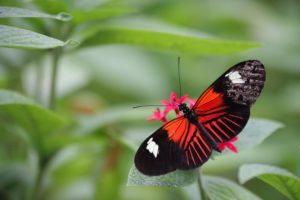 Butterfly on leaf by Ana Martinuzzi on Unsplash.